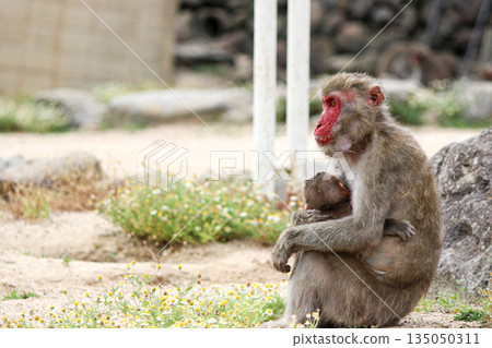 一隻母猴抱著幼猴坐著,望著前方。 一隻母猴抱著幼猴坐著,望著前方。 135050311