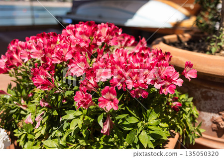 Pink alstroemeria blooming in a terracotta planter on a sunny terrace. Home gardening, seasonal floriculture, natural decoration, calm outdoor living, and everyday connection with plants Pink alstroemeria blooming in a terracotta planter on a sunny terrace. Home gardening, seasonal floriculture, natural decoration, calm outdoor living, and everyday connection with plants 135050320