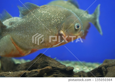 Piranha swimming underwater Piranha swimming underwater 135050364