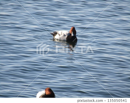 Winter migratory birds, Wigeons, have come to Kemigawahama 135050541