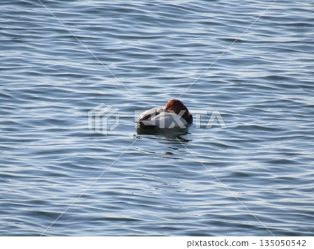 冬季候鳥赤頸鴨已經來到了凱米加瓦濱。 冬季候鳥赤頸鴨已經來到了凱米加瓦濱。 135050542