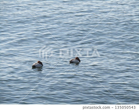 冬季候鳥赤頸鴨已經來到了凱米加瓦濱。 冬季候鳥赤頸鴨已經來到了凱米加瓦濱。 135050543