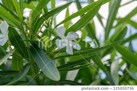 初夏時節,夾竹桃在綠意盎然的植物叢中盛開 初夏時節,夾竹桃在綠意盎然的植物叢中盛開 135050736