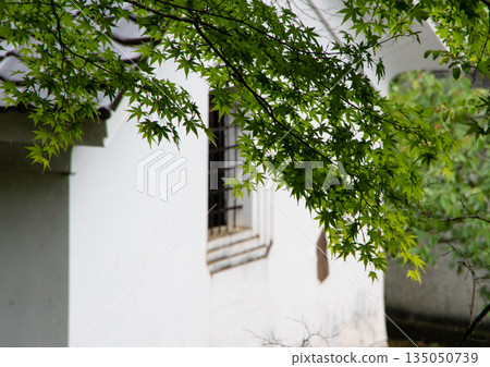 鮮嫩的綠植在白牆的襯托下格外醒目。 鮮嫩的綠植在白牆的襯托下格外醒目。 135050739
