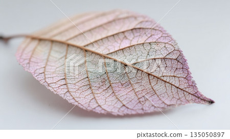 Leaf with unique texture and pattern Leaf with unique texture and pattern 135050897