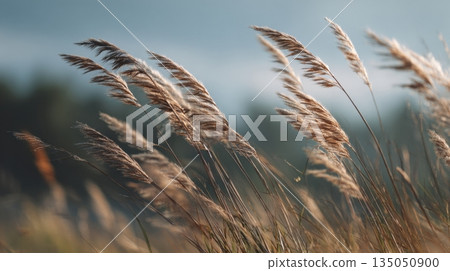Grass sways in the wind at sunset Grass sways in the wind at sunset 135050900