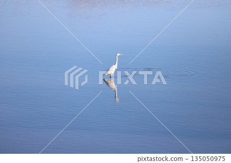 一隻白鷺鷥站在冬日河流的淺灘上，泛起漣漪。 135050975