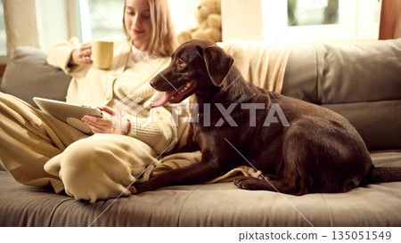 Dog lying on sofa with toy in cozy home with female owner. Dog lying on sofa with toy in cozy home with female owner. 135051549