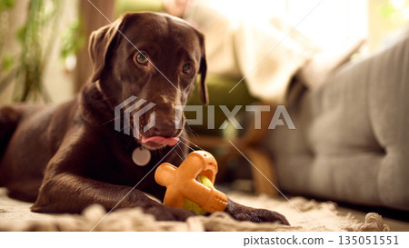 Brown labrador lying with toy at home. 135051551