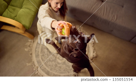 Dog chewing toy during indoor playtime with female owner. 135051554