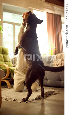 Dog standing on hind legs reaching for toy during indoor training. 135051555