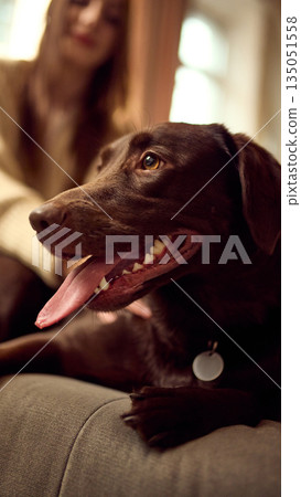 Happy dog lying on sofa in cozy home interior with owner blurred in background. Happy dog lying on sofa in cozy home interior with owner blurred in background. 135051558