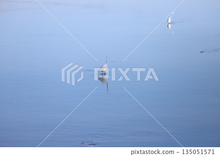 Two egrets standing in the shallows of a winter river 135051571