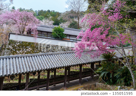 Hasedera Temple surrounded by cherry blossoms Hasedera Temple surrounded by cherry blossoms 135051595