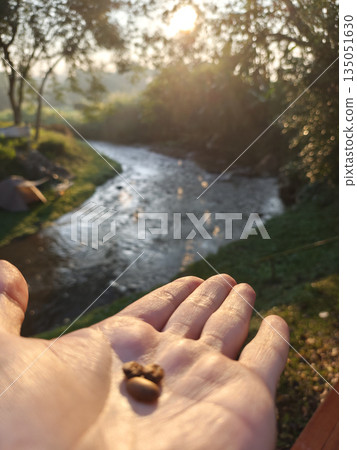 Hand holding fresh roasted coffee bean against blurry nature background stream river sunrise morning showing calm relaxing peaceful tranquil environment concept Hand holding fresh roasted coffee bean against blurry nature background stream river sunrise morning showing calm relaxing peaceful tranquil environment concept 135051630