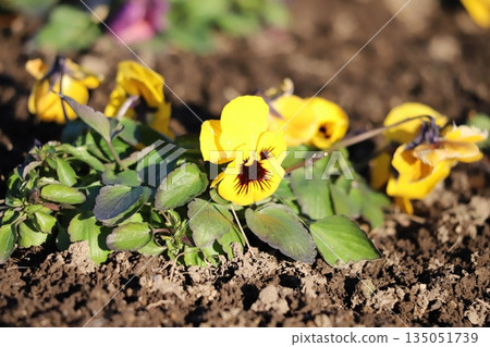 Yellow pansy flowers blooming in the winter garden Yellow pansy flowers blooming in the winter garden 135051739