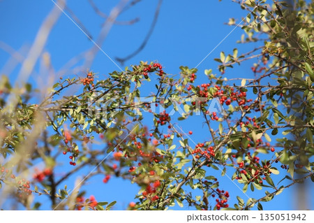 Bright red pyracantha berries shining against the clear blue winter sky 135051942