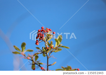 鮮紅的火棘漿果在湛藍的冬天天空下熠熠生輝。 135051943