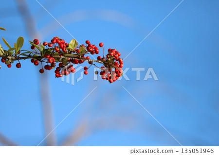 Bright red pyracantha berries shining against the clear blue winter sky 135051946