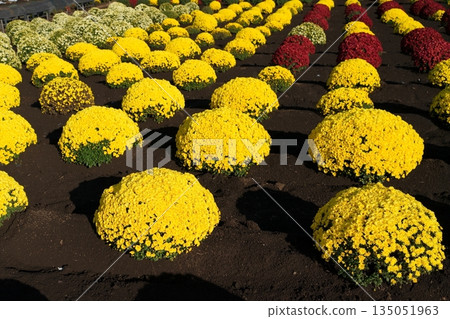 札爾吉克 135051963