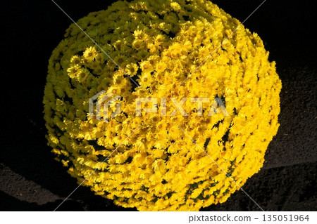 札爾吉克 135051964