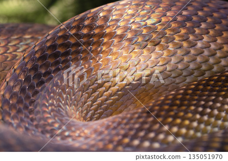 Snake texture close-up. Snake print. Python's skin is anthracite in color.Close-up for background and wallpaper. 135051970