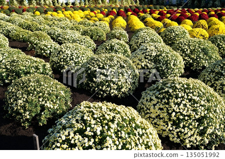 札爾吉克 135051992