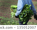 A worker in overalls carries an armful of celery. Harvesting celery from the field. Agricultural work. Celery stalks. Agricultural industry. 135052007