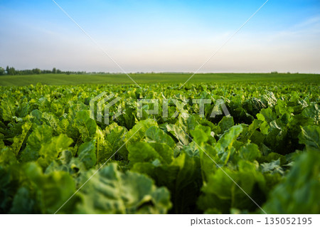 Green beet plants growing in dense rows on fertile farmland, healthy leafy crop in agriculture field, rural farming landscape, sustainable food production Green beet plants growing in dense rows on fertile farmland, healthy leafy crop in agriculture field, rural farming landscape, sustainable food production 135052195