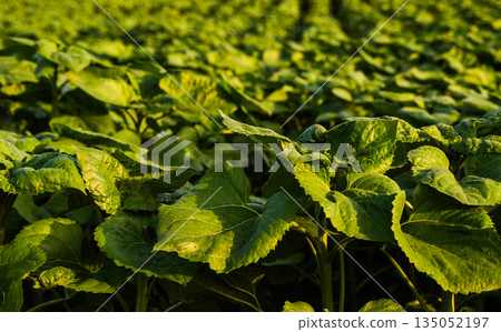 Sunflower seedlings growing in straight rows on fertile soil in agriculture field, green crop cultivation landscape, farming, sustainability and agriculture production 135052197