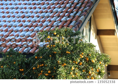 一棵橘子樹生長在被冬雪覆蓋的屋頂前。 135052338