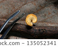 An image of a tiny wax mushroom growing on a rotten branch next to the tip of a pair of tweezers (natural environment, macro photography of the top of a cap) 135052341