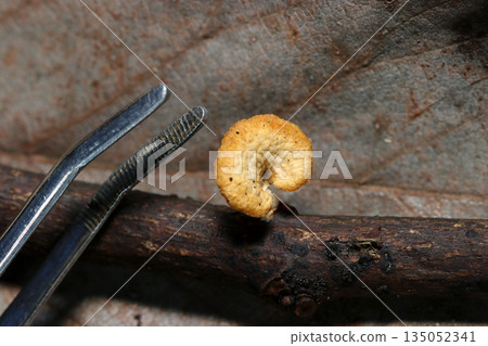 An image of a tiny wax mushroom growing on a rotten branch next to the tip of a pair of tweezers (natural environment, macro photography of the top of a cap) An image of a tiny wax mushroom growing on a rotten branch next to the tip of a pair of tweezers (natural environment, macro photography of the top of a cap) 135052341