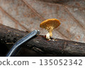 An image of a tiny wax mushroom growing on a rotten branch next to the tip of a pair of tweezers (natural environment, macro side view) 135052342