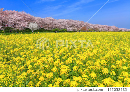 [Saitama Prefecture] Cherry blossoms and rape blossoms in full bloom on a clear day at Gongendo Sakura Tsutsumi 135052383