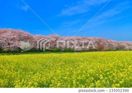 【埼玉縣】晴天裡，權賢堂櫻花堤的櫻花和油菜花盛開 135052390