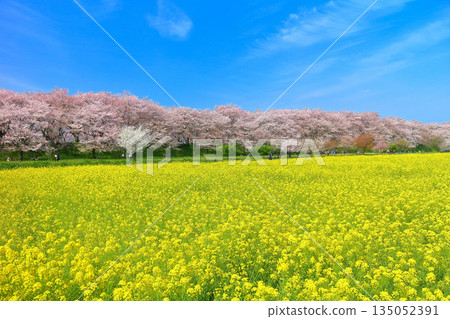 【埼玉縣】晴天裡，權賢堂櫻花堤的櫻花和油菜花盛開 135052391