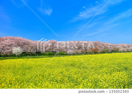 【埼玉縣】晴天裡，權賢堂櫻花堤的櫻花和油菜花盛開 135052393