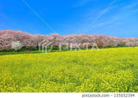 [Saitama Prefecture] Cherry blossoms and rape blossoms in full bloom on a clear day at Gongendo Sakura Tsutsumi 135052394
