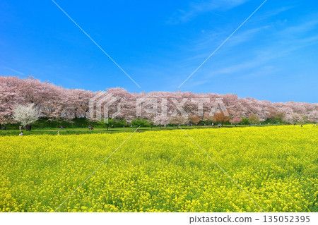 【埼玉縣】晴天裡，權賢堂櫻花堤的櫻花和油菜花盛開 135052395