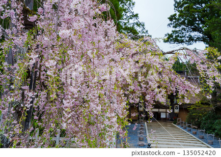 Weeping cherry blossoms blooming at the gate of Kongobu-ji Temple Weeping cherry blossoms blooming at the gate of Kongobu-ji Temple 135052420