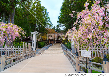 金剛峰寺門口盛開著垂枝櫻花。 135052423