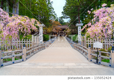 Weeping cherry blossoms blooming at the gate of Kongobu-ji Temple Weeping cherry blossoms blooming at the gate of Kongobu-ji Temple 135052424