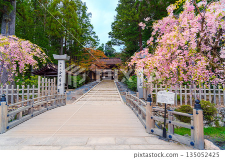 金剛峰寺門口盛開著垂枝櫻花。 135052425