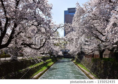Maebashi City: Cherry blossoms in full bloom at Maebashi Park, Yanagihara Floodway, and Gunma Prefectural Office Maebashi City: Cherry blossoms in full bloom at Maebashi Park, Yanagihara Floodway, and Gunma Prefectural Office 135052435