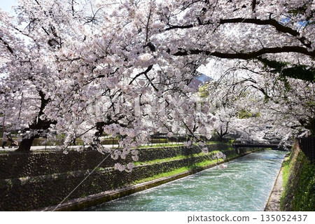 Maebashi City: Yanagihara Floodway and cherry blossoms in full bloom at Maebashi Park 135052437