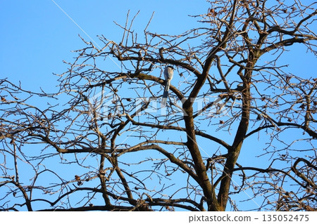 A Azure-winged Magpie perched on a dead tree on a sunny winter day 135052475