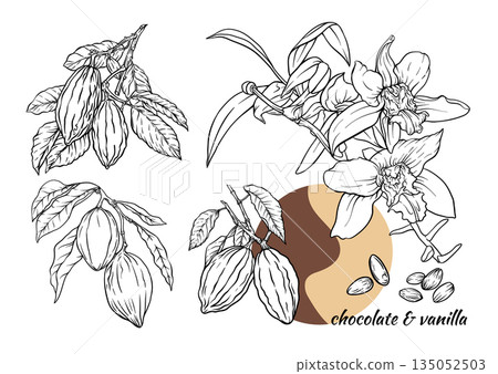 Vanilla orchid and cacao botanical set Vanilla orchid and cacao botanical set 135052503
