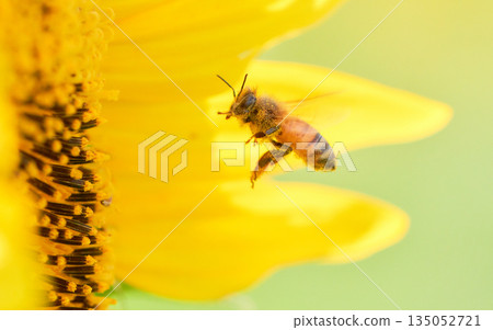 一隻蜜蜂飛向一朵向日葵 一隻蜜蜂飛向一朵向日葵 135052721