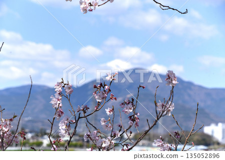 Cherry Blossoms Cherry Blossoms 135052896